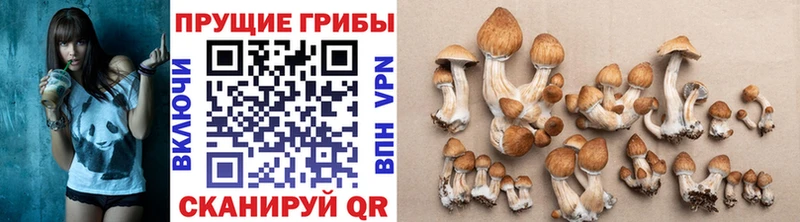 Галлюциногенные грибы Psilocybine cubensis  где купить наркоту  Навашино 